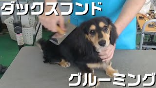 【トリミング】５倍速でわかる！ミニチュアダックスフンドのトリミング【２７１時間目】　|　(5Xspeed)Trimming for Miniature Dachshund