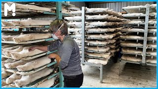 Amazing Mink Farming Technology - Mink Fur Harvest and Processing in Factory - Mink Fur Industry ▶53