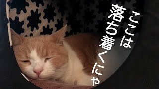 【猫】外出中、猫を撮影し続けました・イケアのキャットハウス編（10倍速版）