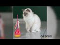 super cute kittens 超級可愛的小貓chāojí kě ài de xiǎo māo chatons super mignons gatinhos super fofos😻