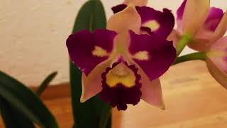 兰花027.香味的卡特兰开花了.fragrant cattleya (Rlc.Village Chanel 'Cheif Pearl) from Lowe's