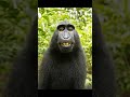 2023 monkey and 3000 bce monkey shortvideo