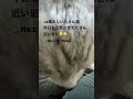 18歳おじいちゃん猫 ねこ動画 老猫 猫のいる暮らし 猫動画 cat ねこ 猫 高齢猫 xmas