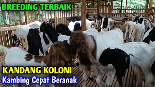 Kandang Koloni Paling Cocok Untuk Breeding Kambing Cepat Beranak