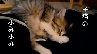 子猫のふみふみが可愛すぎる【サイベリアン】【ハレちゃん】