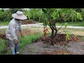 how to transplant a mango tree