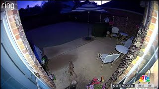 Urban bobcat sneaks up on dog in North Texas