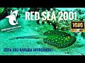 Red Sea 2001 - Gota Abu Ramada (Hurghada)