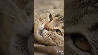 Ways To Make A Cat Like You