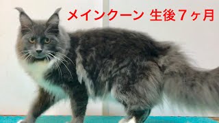 【メインクーン】（子猫）　ブルーのかわいい猫動画