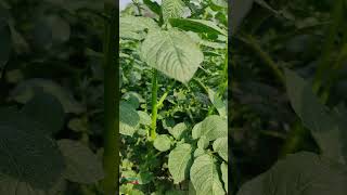 বিক্রমপুরের আলু ক্ষেত দেখুন সবুজ সাজে| Potato fields are surrounded by greenery