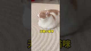 【矮脚虎凸凸】地暖给南方小猫咪打开了新世界的大门!#曼基康矮脚 #它真的好像个小宝宝#2023国际短视频大赛