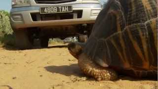 Tortoises in Trouble