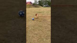 体を張ってインターセプトする犬　サッカーW杯クロアチア戦招集なるか！？