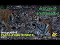 കടുവകളെ  തേടി മധ്യപ്രദേശിലേക്ക് | Tiger cubs  | Part 1 | Central Indian Forest |  4K