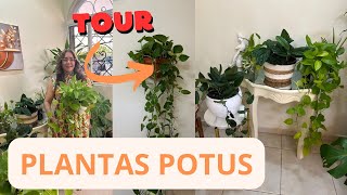 TOUR # PLANTAS POTUS, Miami o Teléfono#tour#jardín#cuidados#plantastropicales#