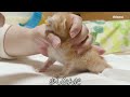 【保護 10日】ミルクを飲まない子猫を浣腸した結果【瀬戸のミエル日記】