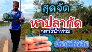 สุดจัด หาปลากัดกลางน้ำท่วม (looking for betta fish flooding)