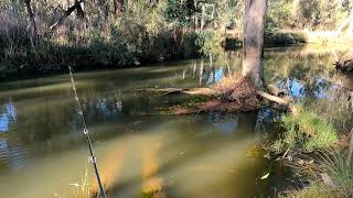 Exciting Murray cod surface lure fishing and swimbait reel time lure review