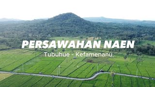 PERSAWAHAN NAEN || TEMPAT VIRAL KEFAMENANU 2023