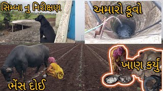 ખાતર નાખ્યું કુંડવિ વાળી વાડીએ||ખાણ કર્યું અને ભેંસ દોઈ|| સિમ્બા પતરા માથે ચડ્યો