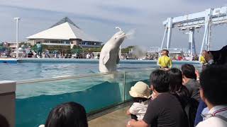 八景島シーパラダイス「スプラッシュタイム」