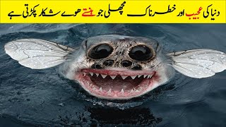 دنیا کی سب سے خوفناک اور نایاب مچھلیاں | Rare And Amazing Fishes In The World | Facts in Urdu