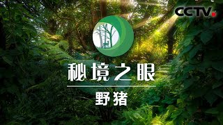 野猪妈妈带宝宝在林中撒欢 满屏的小野猪太可爱了 | CCTV「秘境之眼」20210126