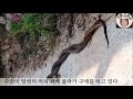 희귀 구렁이 a worm 짝짓기 propose 파도 wave