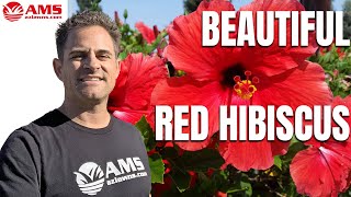 Everything About The Red Hibiscus In Phoenix