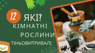 Топ-12 тіньовитривалих кімнатних РОСЛИН🌼🌺🌷