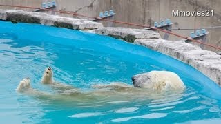 階段でごろごろポロロ~Polar Bear,Lie down on the stairs