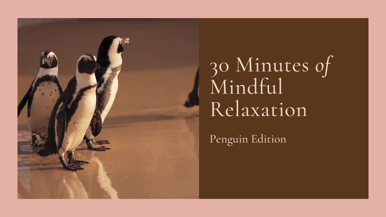 30 Minute Relaxing Music With Penguins Soothing Nature Meditation