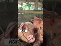 Sound of pigs #pigvideos  #backyardfarming