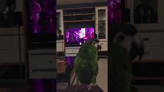 Ruby's (Hahns maca) favorite song on tv.