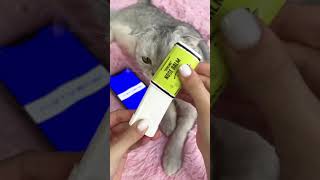 Grooming little cute cat😺😺 #shorts #viral #youtubeshorts #trending #funnycats #cat #funny #subscribe
