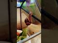 timelapse of funny snails #funny #snail #timelapse