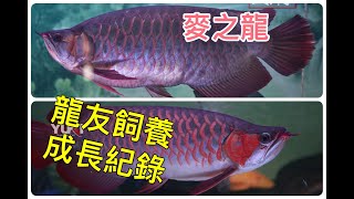 龍魚成長系列300篇 雲林龍友【天將紅龍\u0026YUKI泗水超血王成長紀錄分享】  龍友飼養回傳/龍魚精品店/龍魚展示/紅龍商家