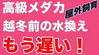 【メダカ飼育】越冬直前の水換えタイミング逃しました？ならしない方が安全の場合もある。