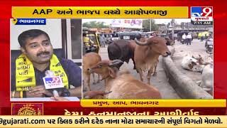 Face off between AAP \u0026 BJP over stray cattle nuisance in Bhavnagar |Gujarat |TV9GujaratiNews