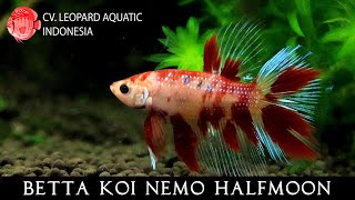 BETTA KOI NEMO HALFMOON. The best of the best! (Leopard Aquatic J089A)