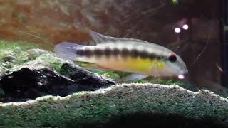 Wallaceochromis humilis