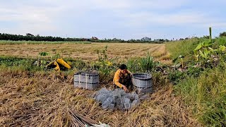 Vợ Chồng Miền Tây Trở Lại Nghề Bẫy Chuột Theo Đường Mòn Khi Lúa Mới Cắt #vợchồngmiềntâytv