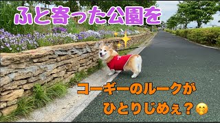 【コーギー犬】公園を発見/コーギーのルークが貸切りドッグラン