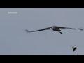 Серый журавль common crane