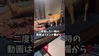 絶対に起こす目覚まし犬ラブラドールレトリバー #shorts  #dog  #labradorretriever