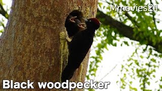 Black woodpecker nesting　鳴き続けるクマゲラ　営巣中