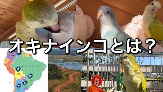 Part1.オキナインコの多頭飼い/Part.2オキナインコをお迎えする前に(新版)/Japanese subtitles \u0026 narration 🦜💕🦜