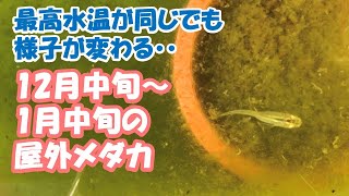 屋外メダカ備忘録。12月中旬と1月中旬で最高水温が同じ16度の日でも・・