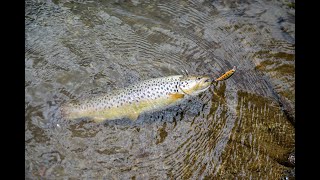 Trout fishing at Lake Biograd - Montenegro